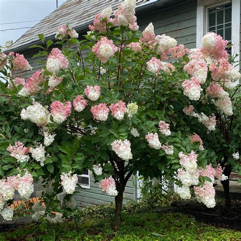 Vanilla Strawberry Hydrangea Tree | Hydrangea paniculata 'Renhy ...