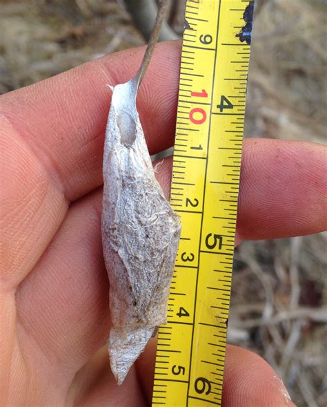 Moth Cocoons Identification