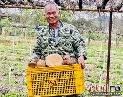 赤松茸种植成桂林七星区华侨旅游经济区村民致富新路子--中新网广西新闻