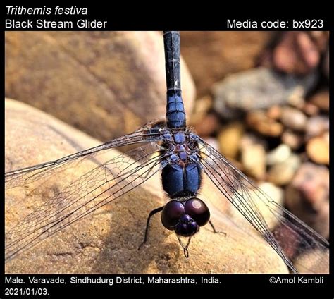 Trithemis festiva Rambur, 1842 - Black Stream Glider | Odonata