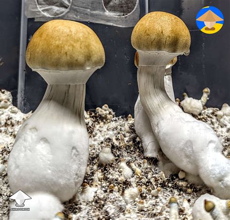 Final flush of Tidal Wave magic mushrooms #7