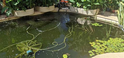 Using a Pool as a Pond 的图像结果