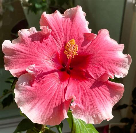 Cayena - La flor roja de República Dominicana