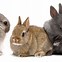 Image result for Baby Dwarf Bunny