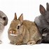 Image result for Himalayan Dwarf Rabbit