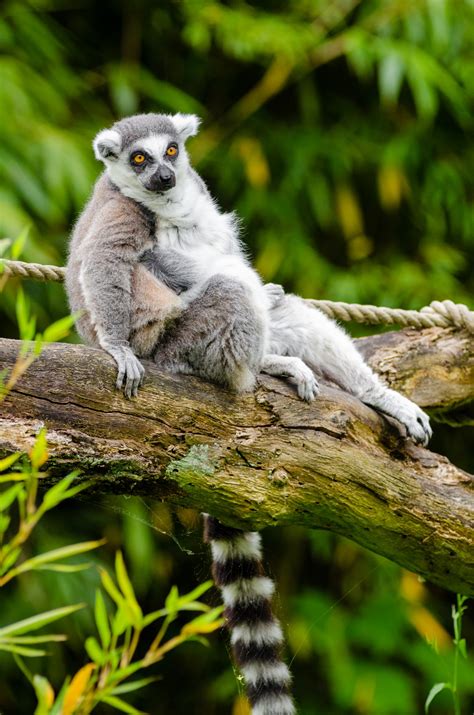 Madagascar One Line Multilanguage 的图像结果