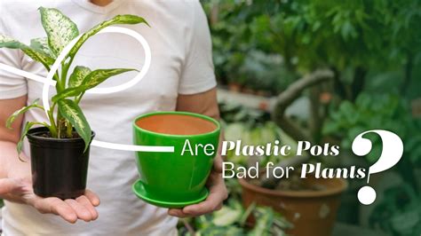 Are Plastic Pots Bad for Plants? Discover the Truth