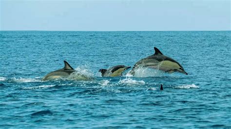 5 best dolphin-watching destinations in India, and when to visit them