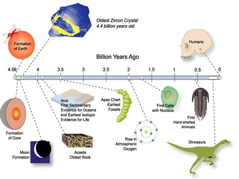 Evolution of Life 的图像结果