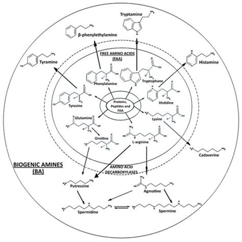 Quality Assessment of Fresh Meat from Several Species Based on Free ...