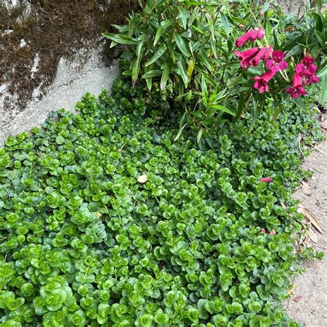Lysimachia nummularia - Creeping Jenny (3.5" Pot) | Little Prince of ...