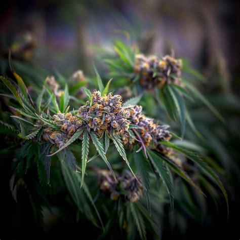 Space Runtz Strain Information & Effects