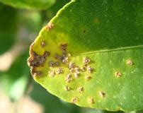 TNAU Agritech Portal :: Crop Protection