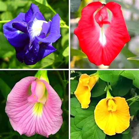 Aparajita Seeds Mixed Color Pack Blue, Pink, White Double & Single ...