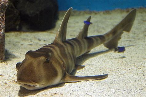 神奇动物在海洋（二十五）姥鲨：像姥姥一样，爱晒太阳的温柔巨鲨_腾讯新闻