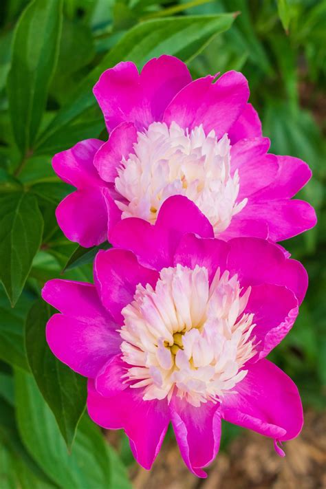 Choose the Best Types of Peonies for Your Garden - Birds and Blooms