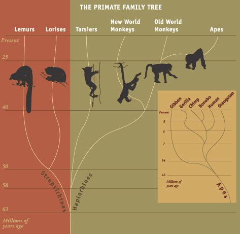 Image result for Primate Evolution Tree