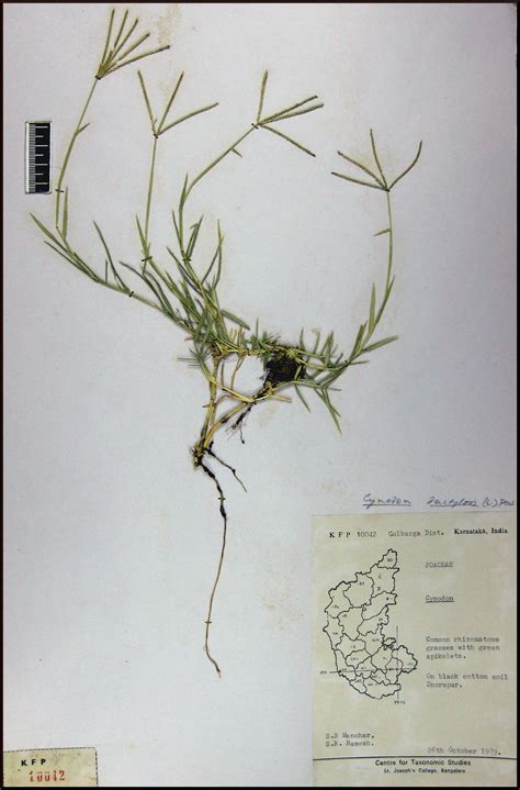 Herbarium JCB