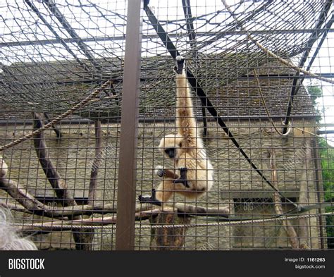 Types Of Zoo Cages at Alexander Jarrett blog