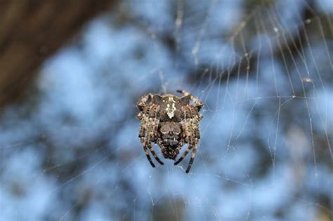 Image result for Spider Web Distroy