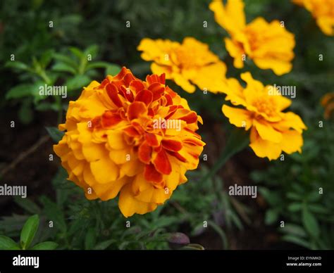 Close shoot to the orange color flowers under the grass ground Stock ...