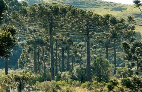 Araucárias no planalto sul-brasileiro