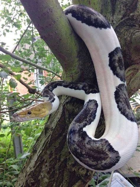 Image result for Reticulated Python Cute