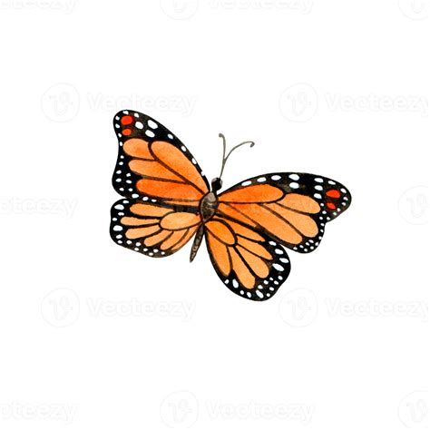 Watercolor orange butterfly 11460004 PNG