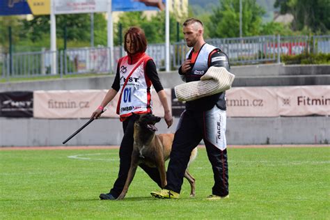 team burki / trening psów / hodowla estimado