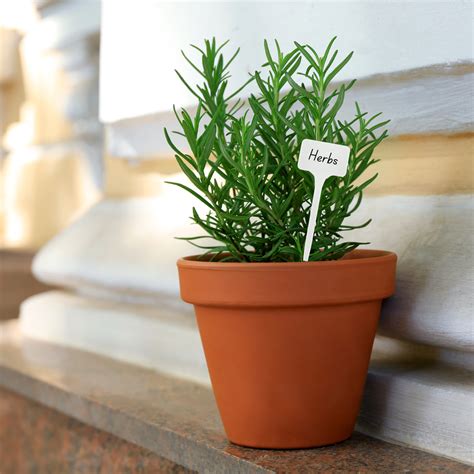 Innovative Ways to Label Your Kitchen Garden Plants – Ecofynd
