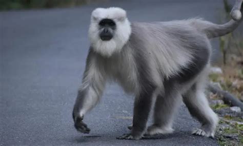 નેપાળે વાનરોના આતંકથી બચવા માટે ભારત પાસે મદદની ગુહાર લગાવી… | મુંબઈ સમાચાર