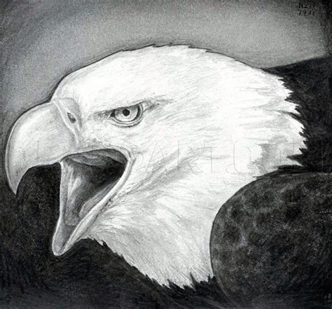 Eagle Draw How Bald 的图像结果