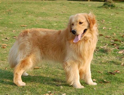 盘点世界最具贵族气质的十大名犬（组图）-搜狐财经