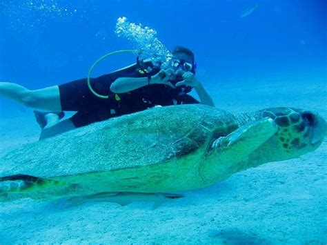 Wonderful dives while visiting Princess Cay - Reviews, Photos - Miller ...