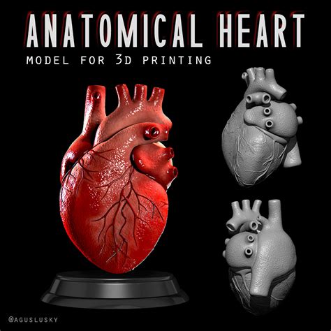 Anatomical Human Heart 3D model 3D printable | CGTrader