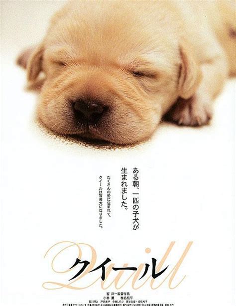 《导盲犬小Q》已上映 可鲁感动一亿亚洲人(图)_影音娱乐_新浪网