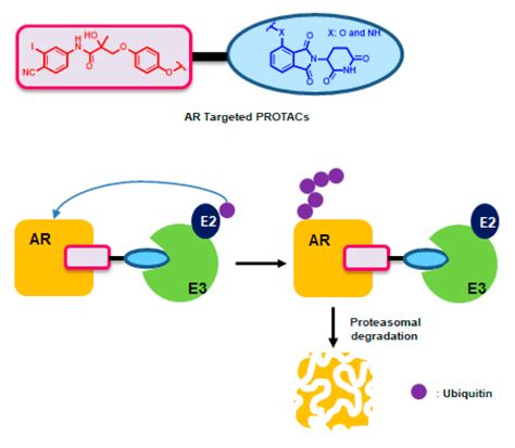 Chemical Degradation of Androgen Receptor (AR) Using Bicalutamide ...