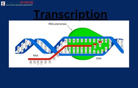 Image result for RNA Transcription Process