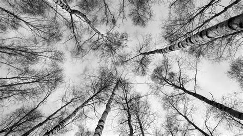Wallpaper trees, branches, sky, bottom view, black and white hd ...