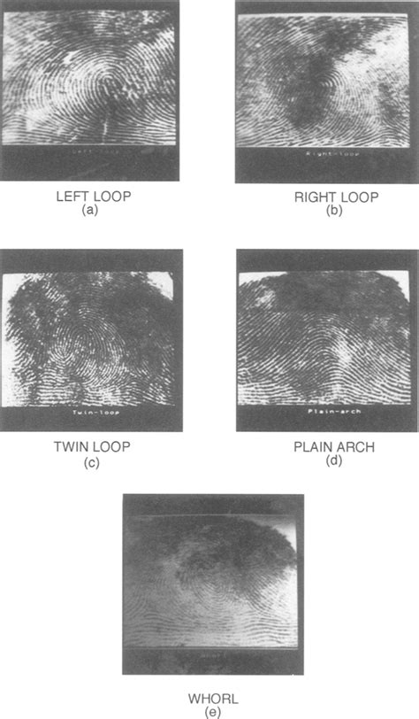 Image result for Loop Fingerprint