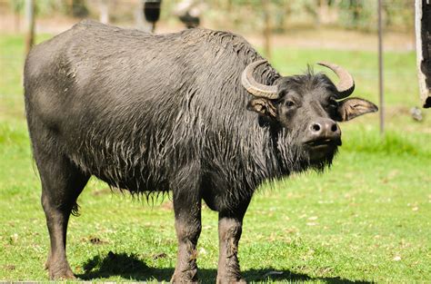 Buffalo Plaid Banner Printable - King Printables