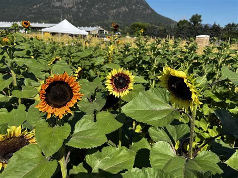 When Do Sunflowers Bloom