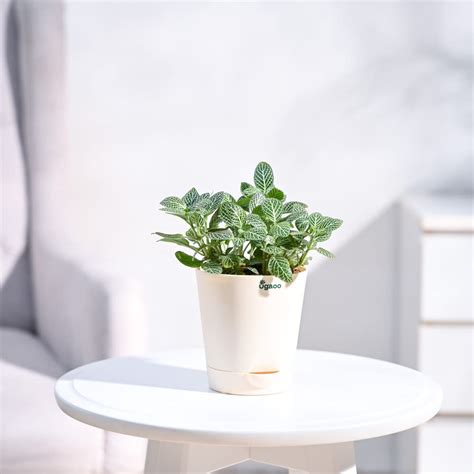UGAOO Fittonia Green Nerve Plant With Self Watering Pot : Amazon.in ...