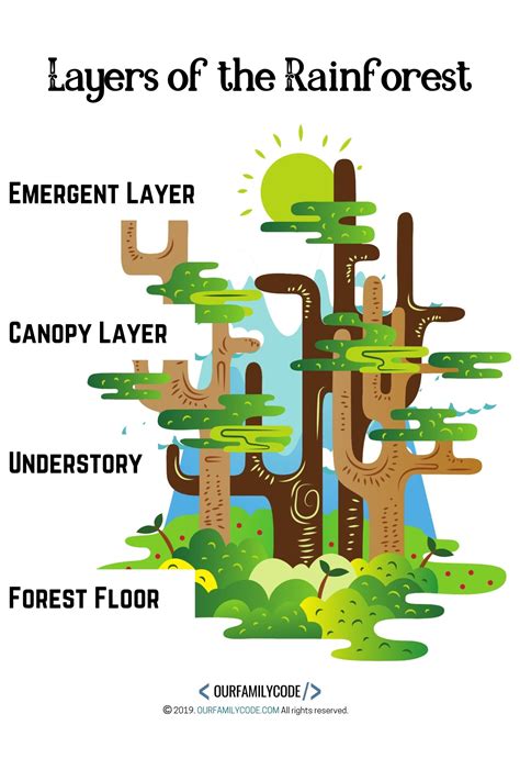 Layers of the Rainforest Unplugged Coding Activity | Our Family Code