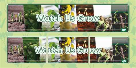 * NEW * Watch Us Grow Photo Display Banner (teacher made)