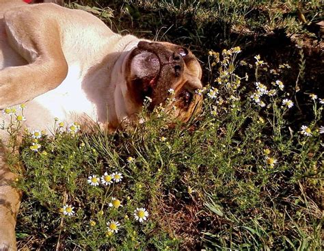 Dogs Playing 的图像结果