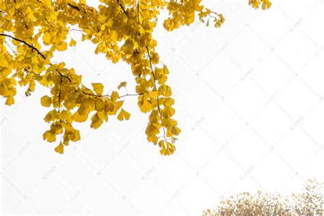 黄色树叶图片 - 站长素材