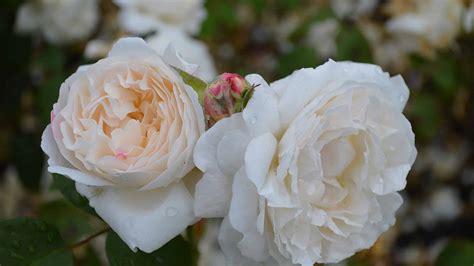 Where Do Roses Grow? Understanding The Natural Habitat Of Roses