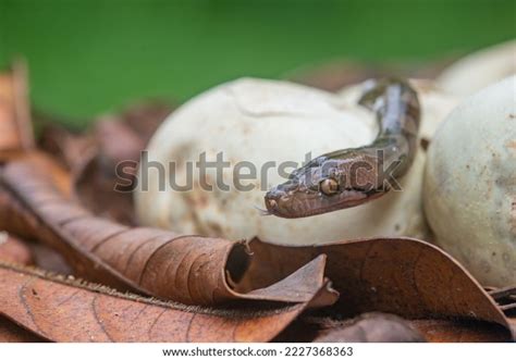 Image result for Baby Reticulated Python