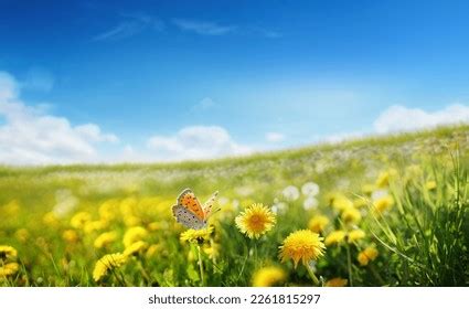 Spring/Summer View 的图像结果